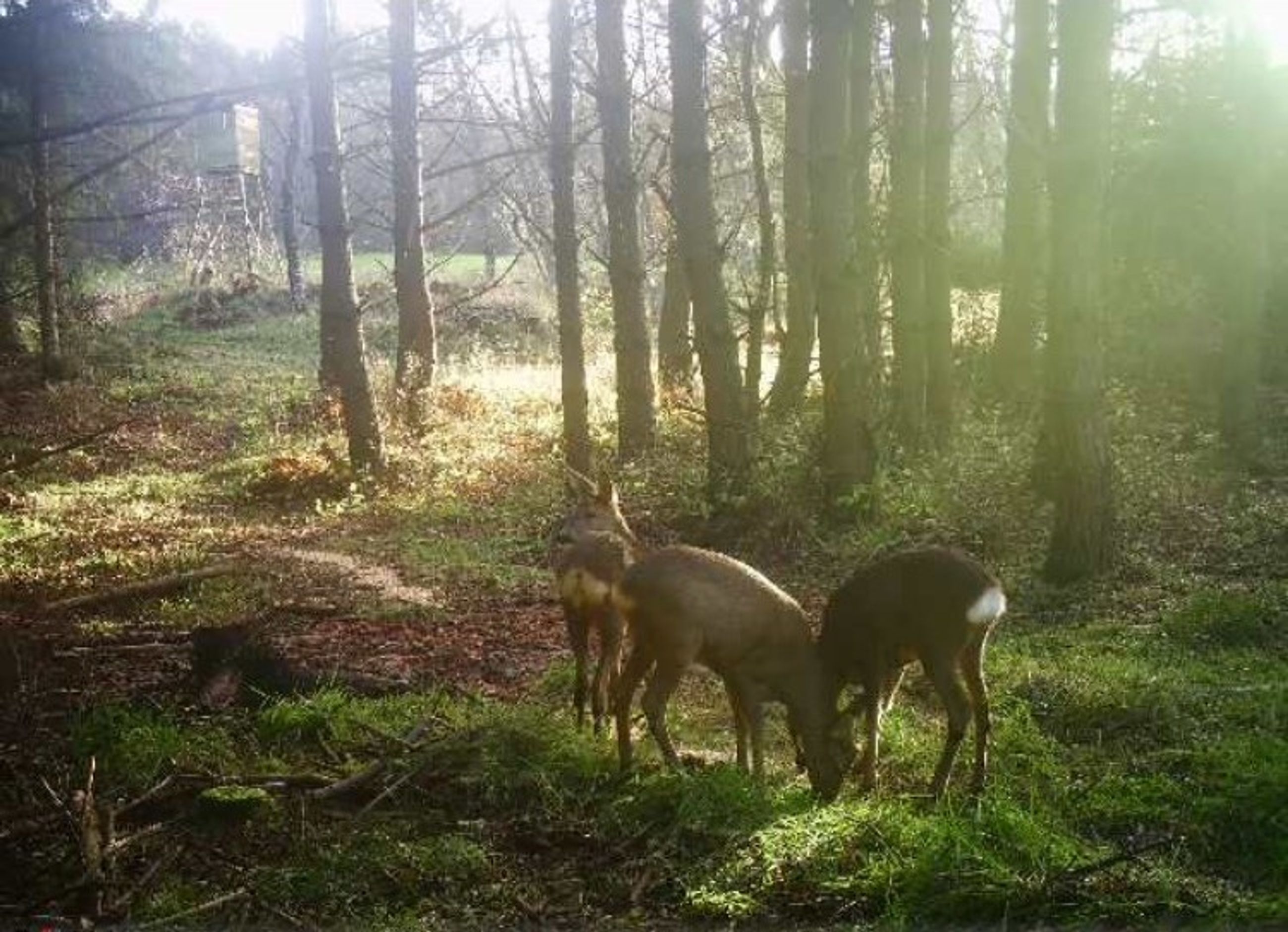  - Grønholtvej 4, Grønholt