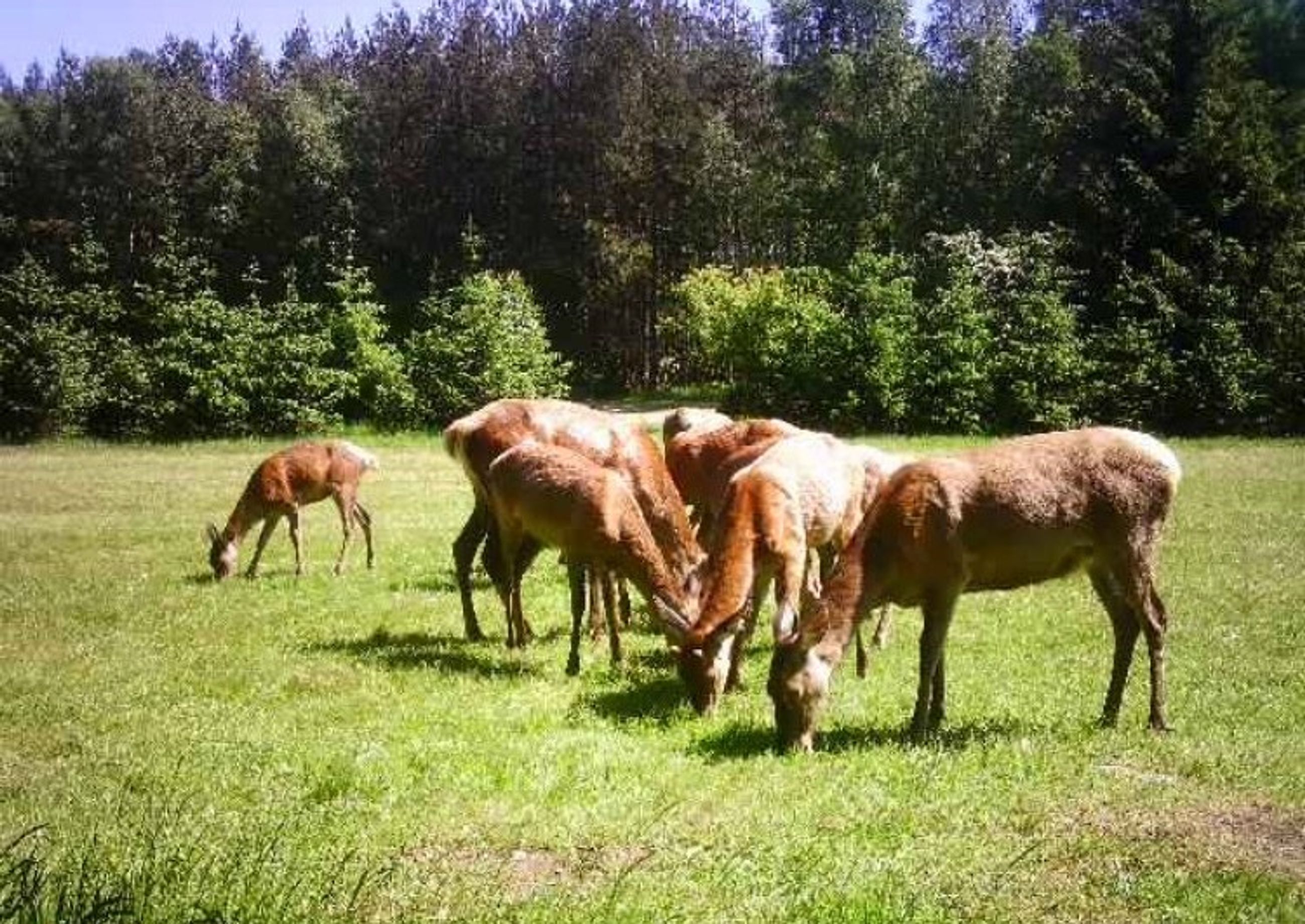  - Grønholtvej 4, Grønholt