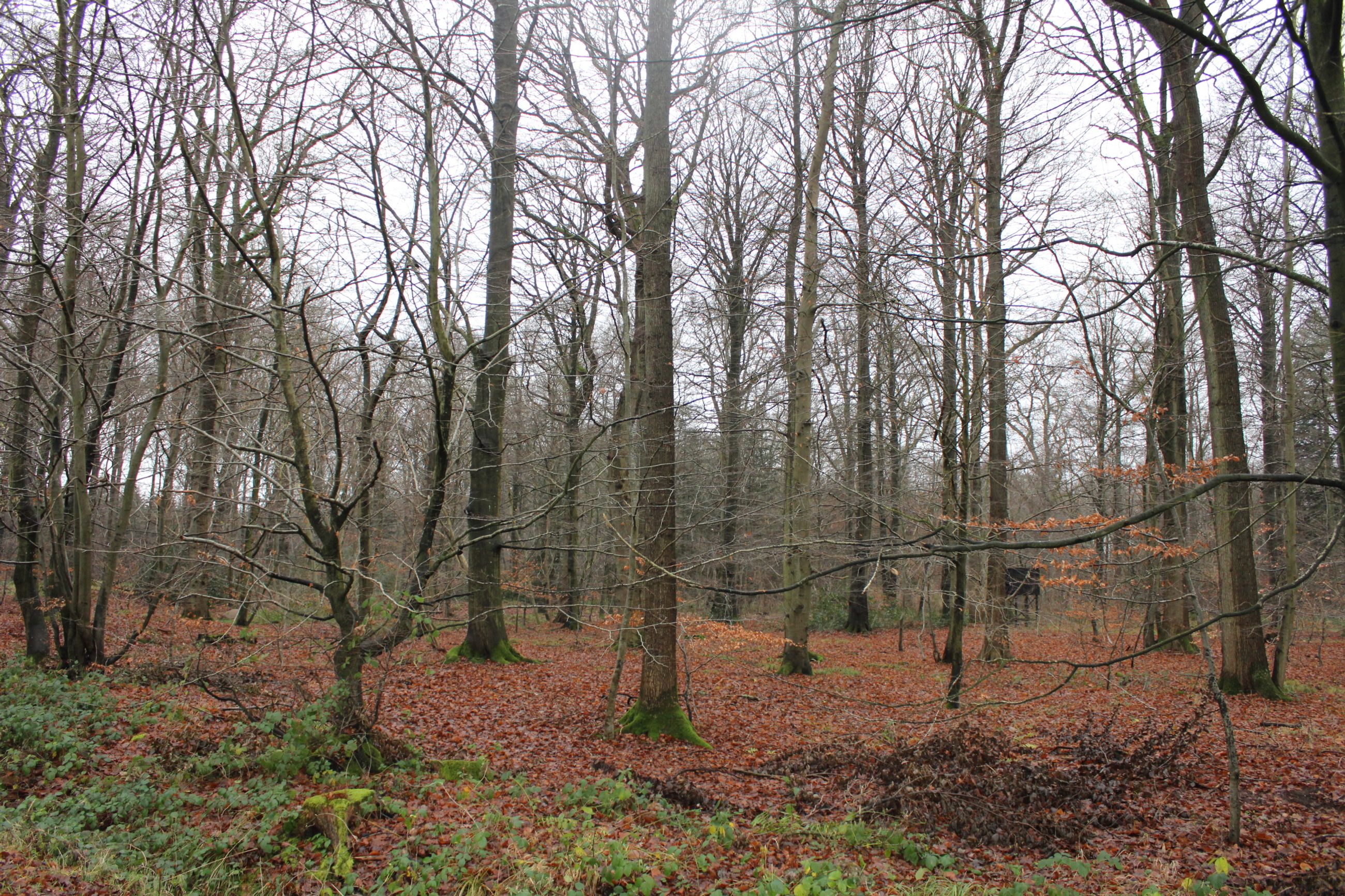  - Skullebjergvej 50, Trelde Mark