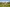  - Krattet 21